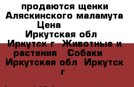 продаются щенки Аляскинского маламута › Цена ­ 15 000 - Иркутская обл., Иркутск г. Животные и растения » Собаки   . Иркутская обл.,Иркутск г.